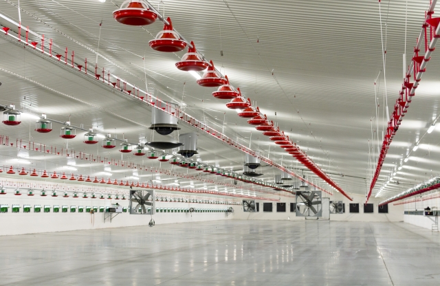 Opening of a new facility for fattening broiler