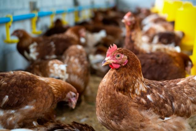 chicken eating feed