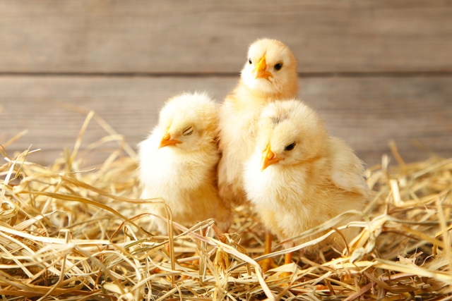 Home incubation of eggs