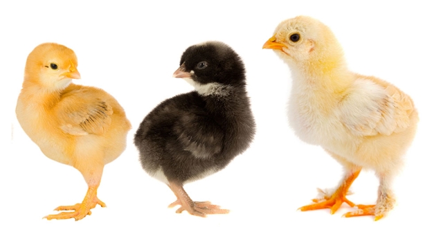 What incubator to choose?