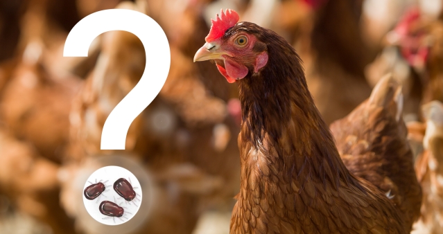 bird in chickens