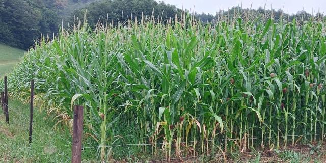 Safe Maize: Proven Methods for Wild Boar Protection