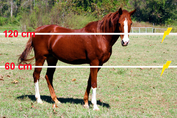 Horse electric fence dimensions