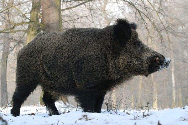 Wild boar