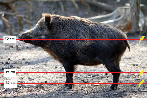 Wild boar dimensions