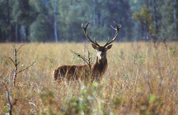 Deer