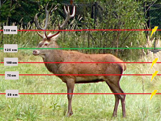 Deer dimensions