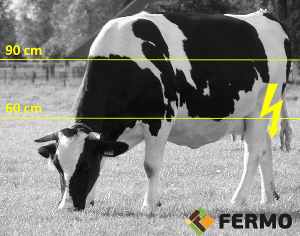 Electric fence for dairy cattle
