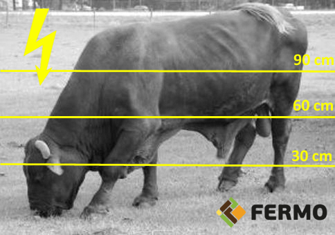 Electric fence for beef cattle