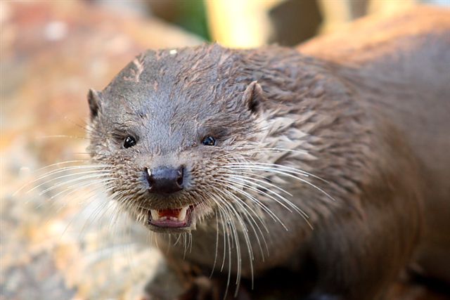 Otter