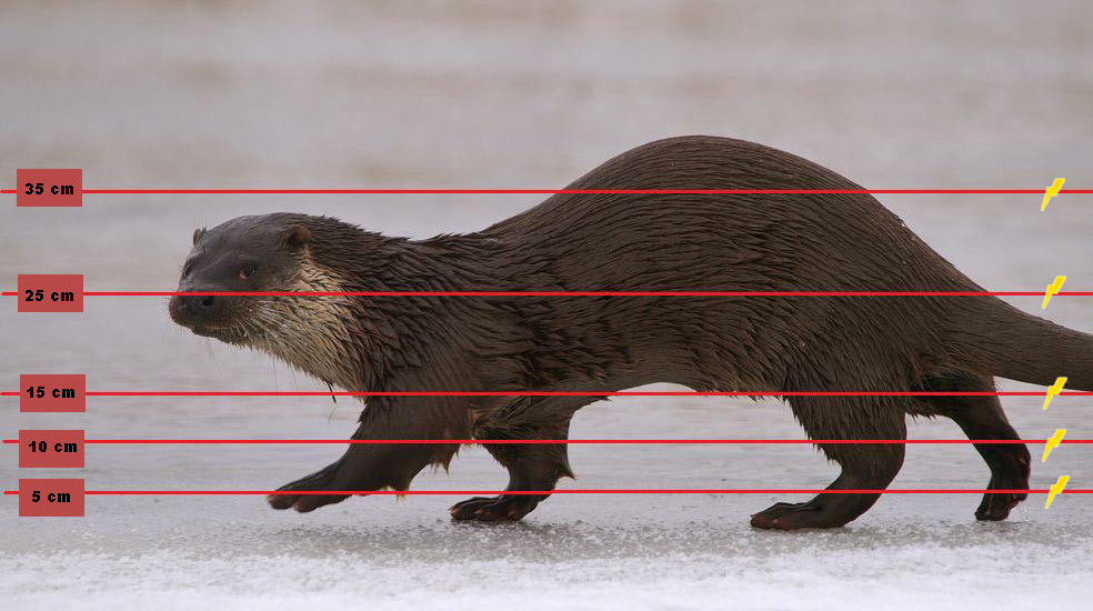 Otter dimensions