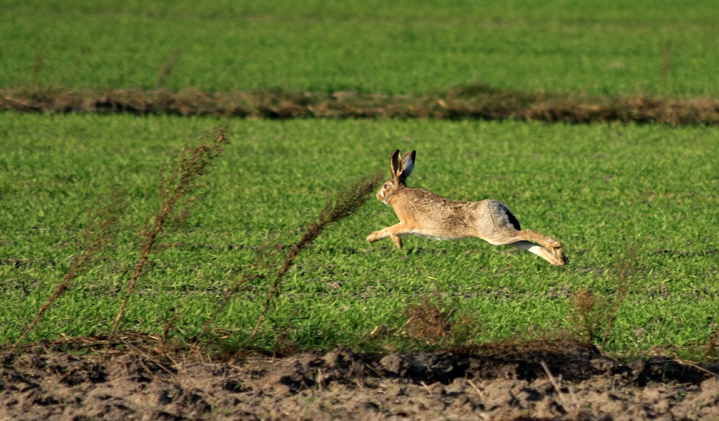 Hare in a field