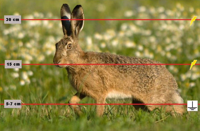 Hare dimensions