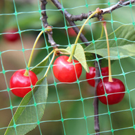 Protective net against starlings for blueberries and strawberries Protector 4.8 x 200 m