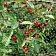 Protective mesh for trees against starlings 4.8 x 5 m