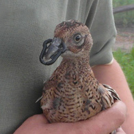 Cannibalism casing for the beak of a bird in a blister of 30pcs. - 30 mm