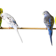 Handles for 15 mm poles for cages for canaries and parrots 2 pcs.