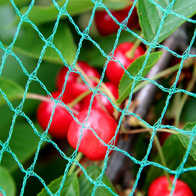 Bird net for the protection of grapes, blueberries and cherries 5 x 7.5 m