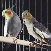 Wooden perch for canaries and parrots beech fi 12 mm