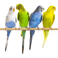 Ribbed beech songbird fi 18 mm