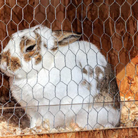 Hexagonal mesh double galvanized 13 mm