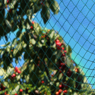 Protective net against starlings for the protection of blueberries 7.5 x 7.5 m