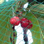 Braided mesh for birds for the protection of fruit trees 15 x 15 m