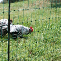 Mesh for electric fences - height 112 cm - double spitz - green