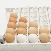 Automatic tray for turning eggs