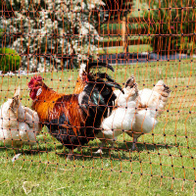 Mesh for electric fences - height 112 cm - orange