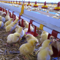 Poultry nipple drinking line LUBING large cups and pacifiers Top-Nipple every 25 cm - 3 m