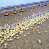 Poultry nipple drinking line LUBING small bowls and pacifiers Top-Combi-Nipple every 25 cm - 3 m