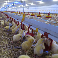 Nipple drinking system 6 m for broilers complete set with reducer for 500 pcs.