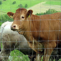 Galvanized forest mesh 200/19/15 MEDIUM for deer, roe deer crop protection 50 m