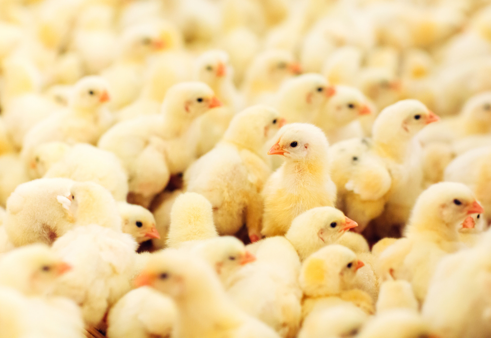 What to do with chicks after hatching?