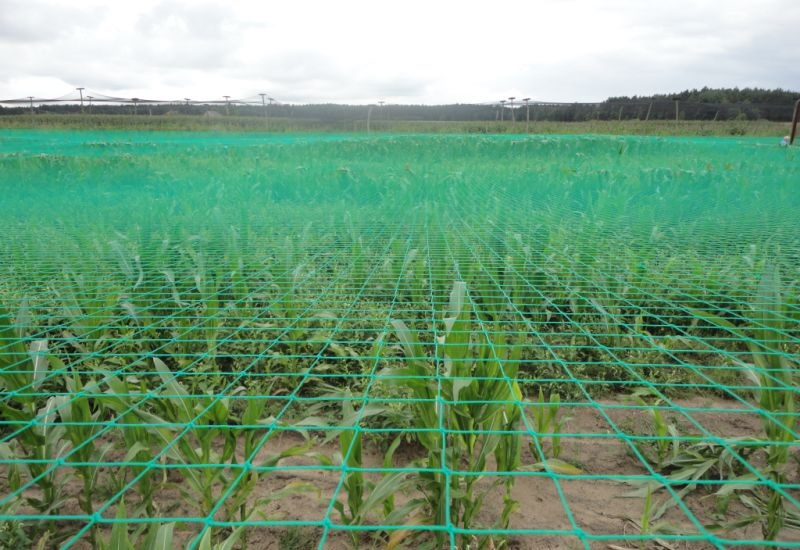 How to build an aviary for chickens and pheasants?