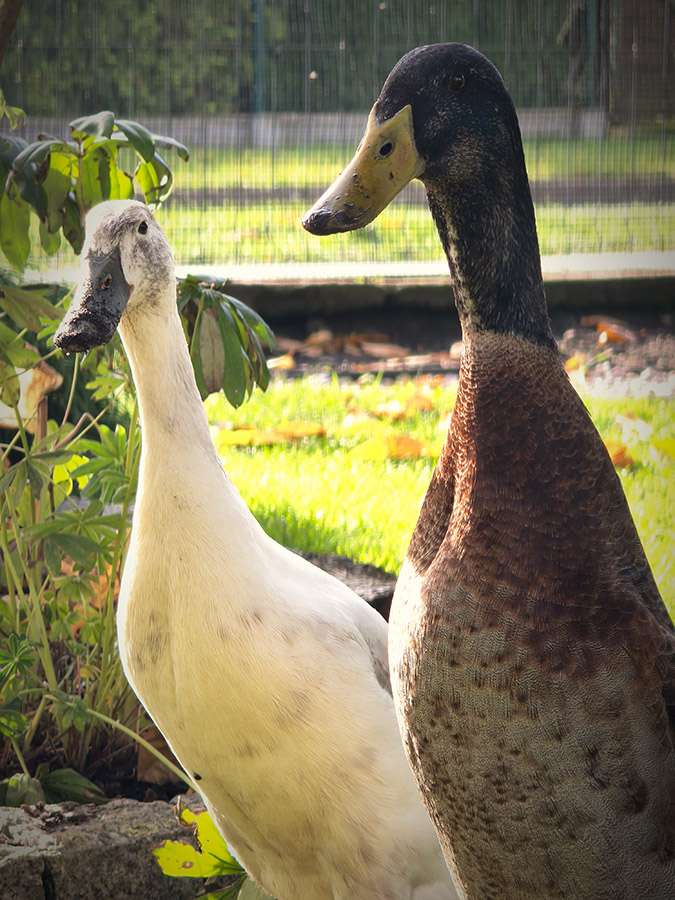 Indian Runner ducks colour varieties
