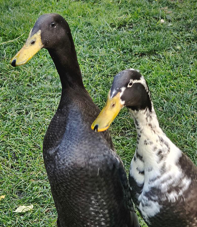 Indian Runner duck varieties
