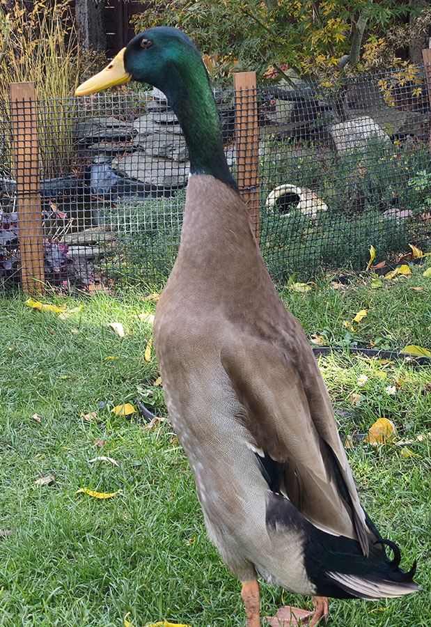 Indian Runner duck plumage varieties