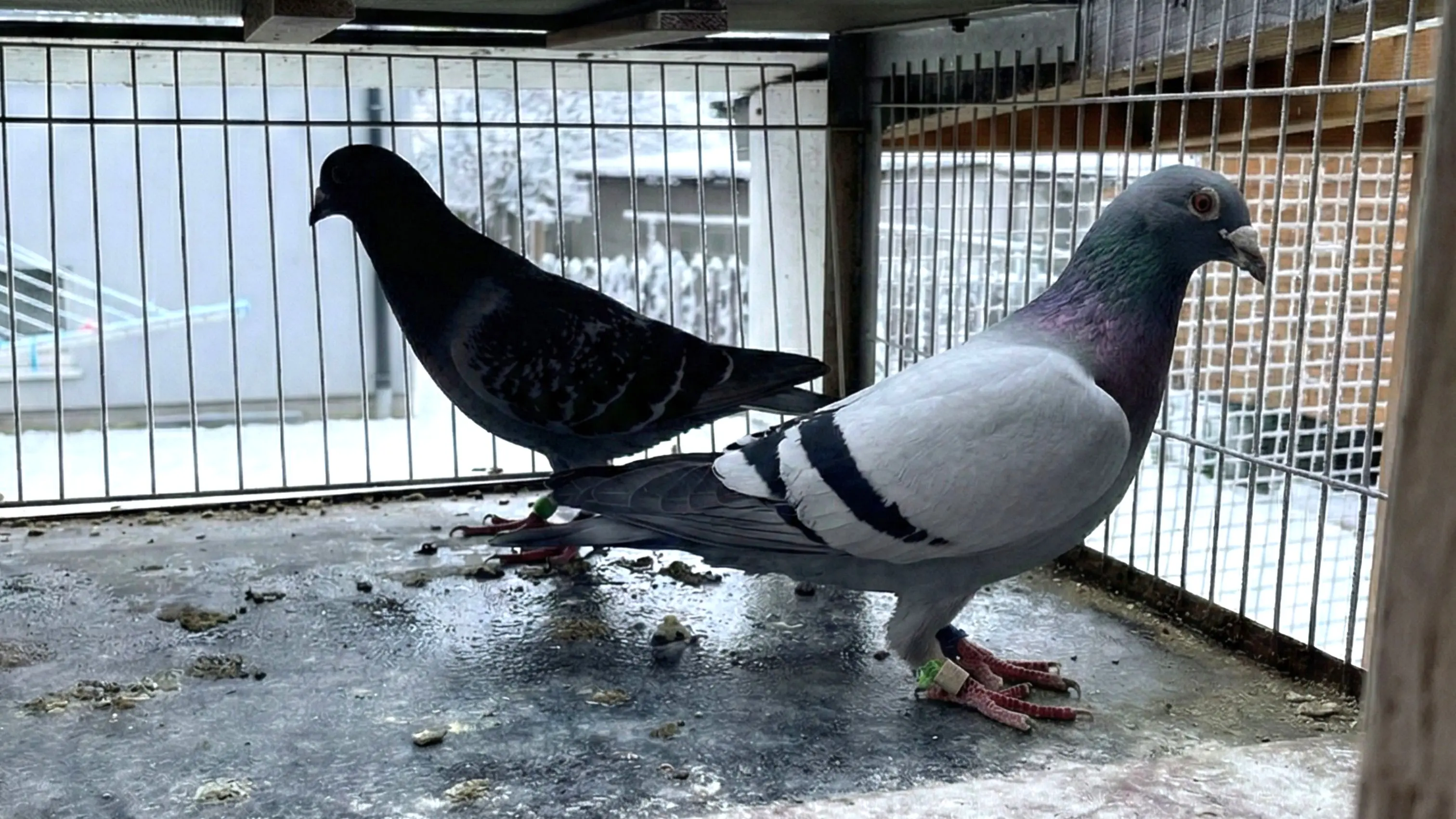 What to Feed Pigeons in Winter to Keep Them in Shape for the Season