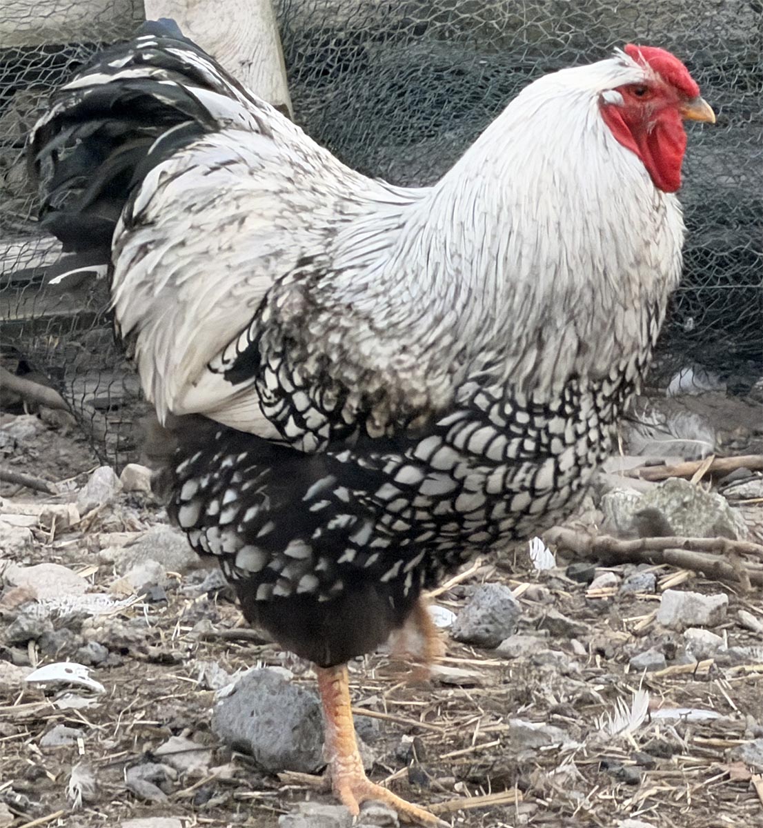 Wyandotte chicken