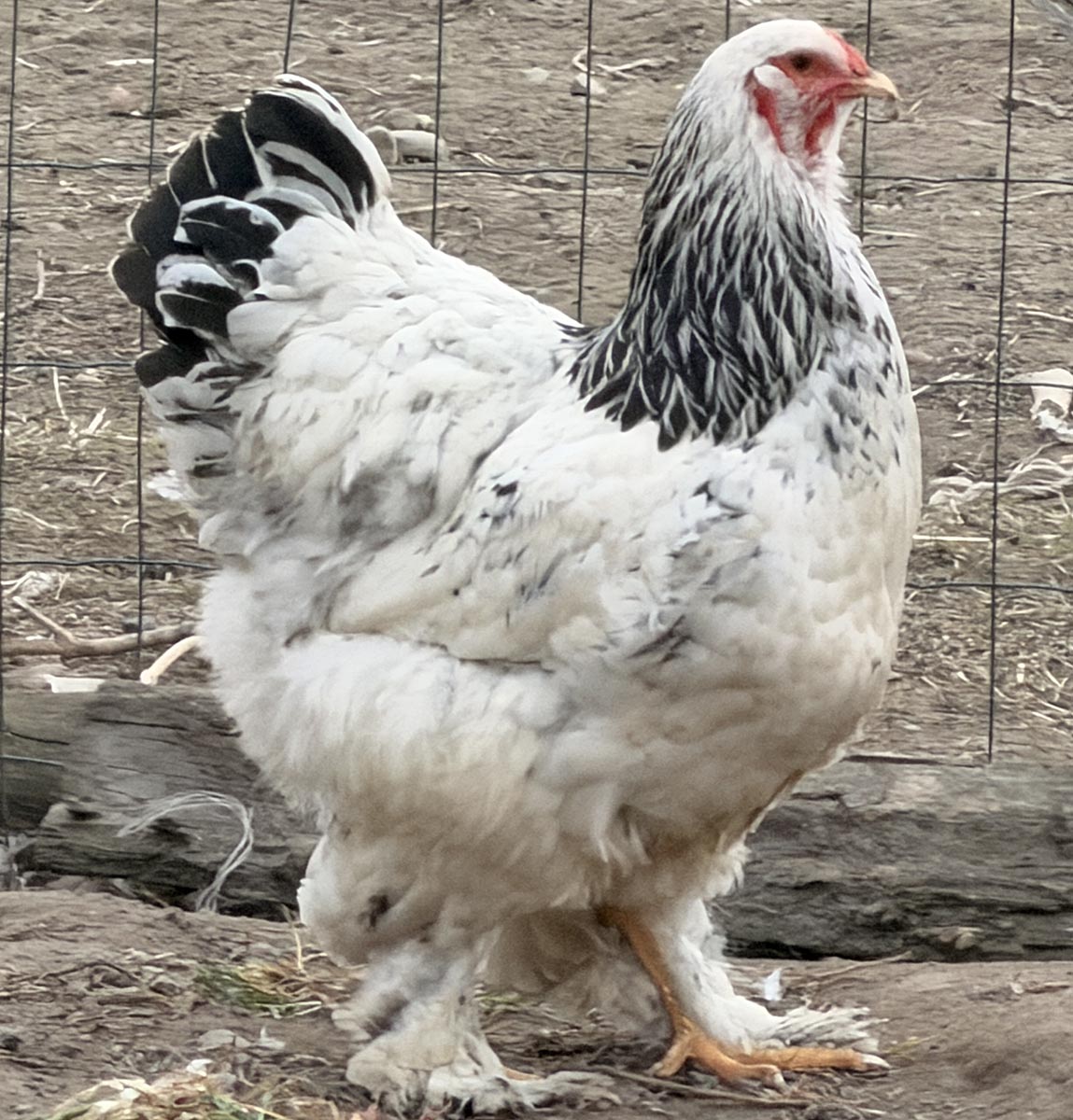 Brahma chicken