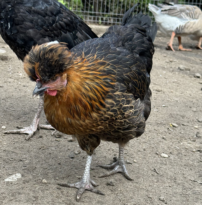 Polish crested chicken