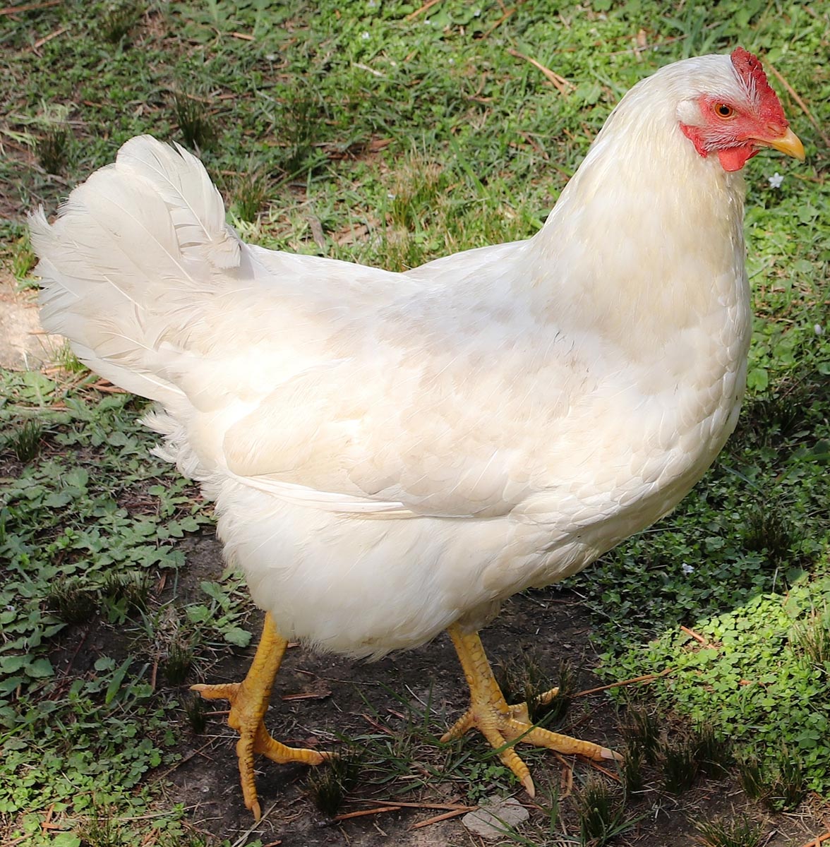 Leghorn laying hen