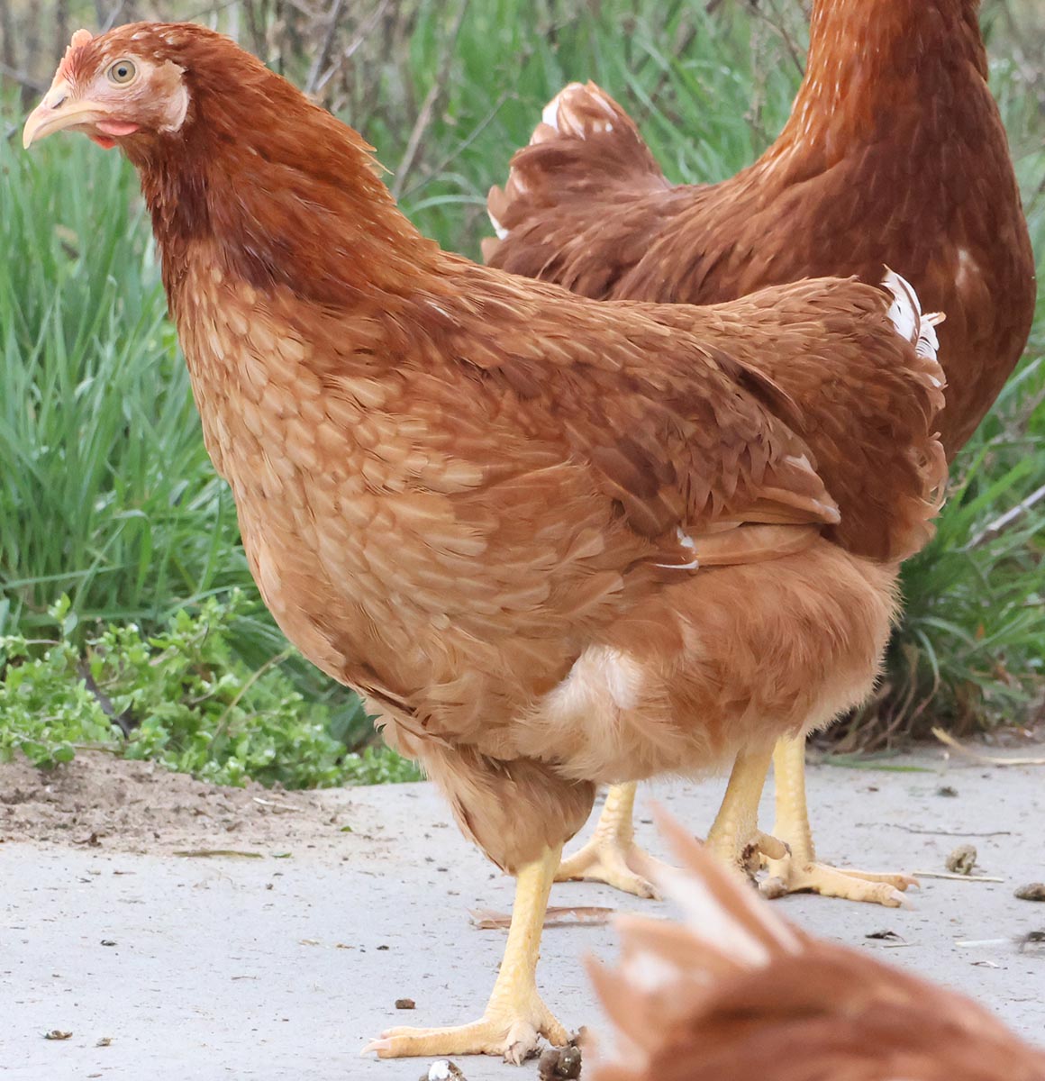 Lohmann Brown laying hen