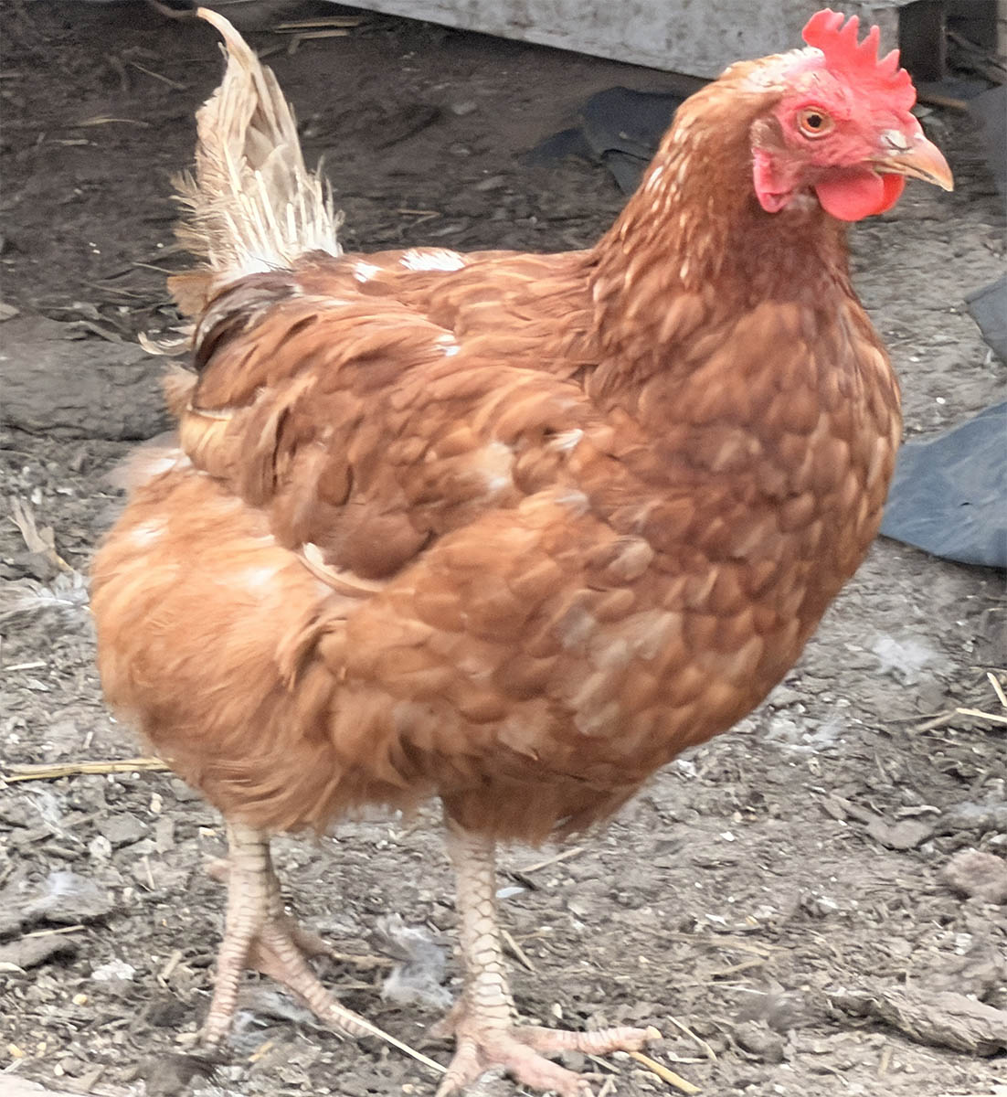 Rosa laying hen
