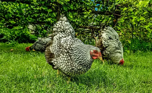 Wyandotte Chickens - breed characteristics, varieties, breeding, feeding, and price 