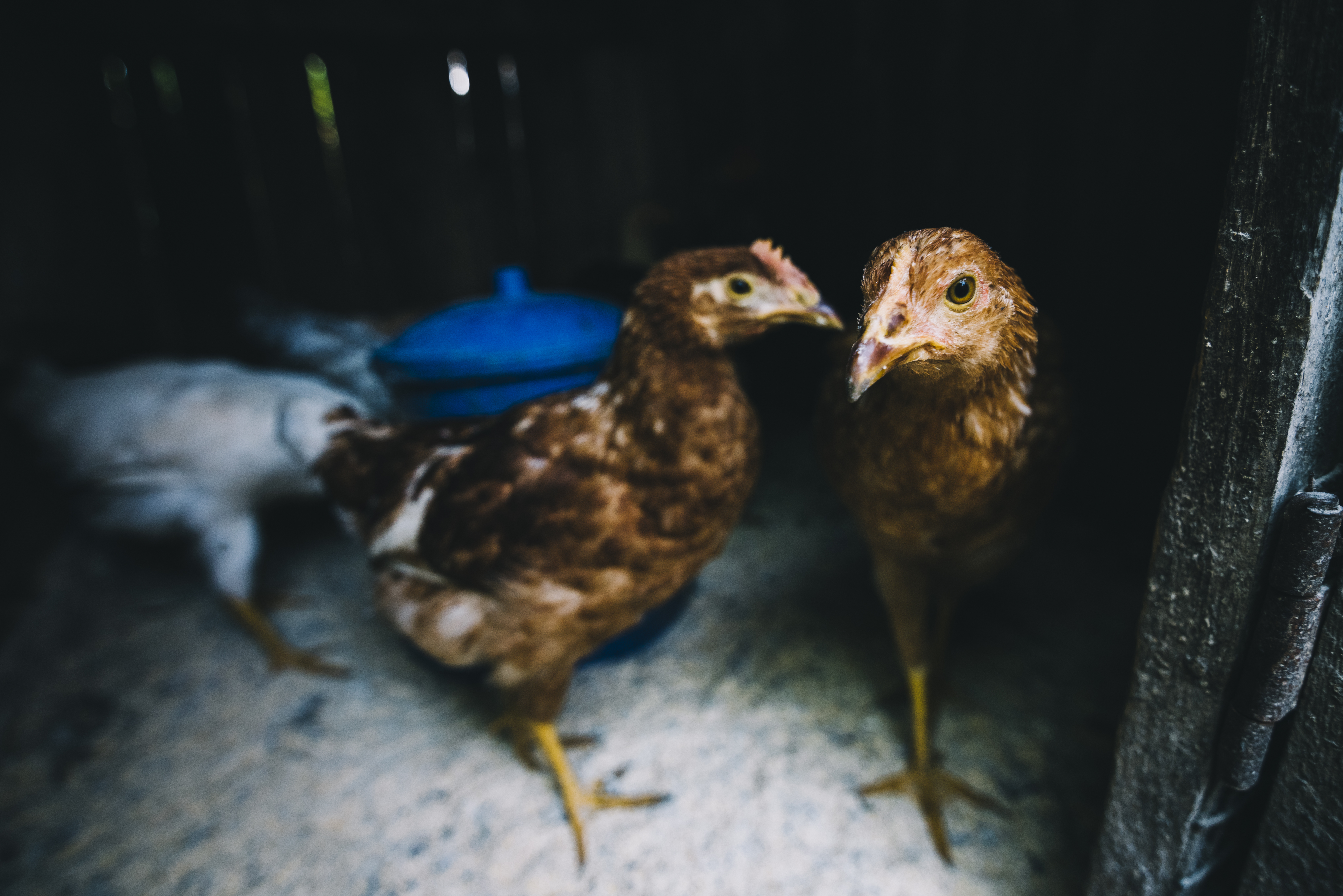 Chicken bird