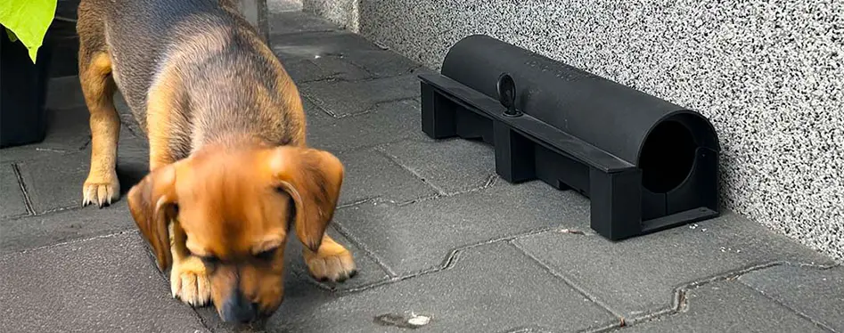 Rat Poisoning in Dogs and Cats: Symptoms, First Aid, and Treatment