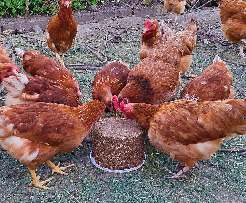 PECKIT mineral pecking block for chickens